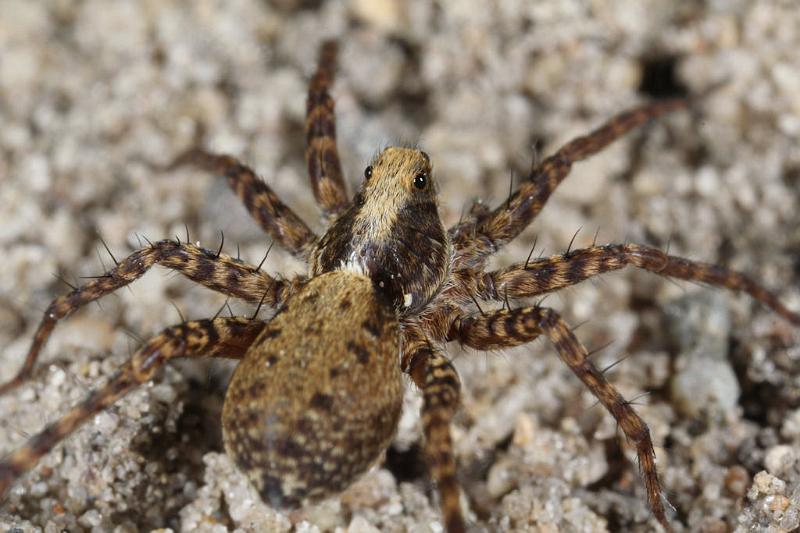 Pardosa_lugubris_D7413_Z_88_NP De Hoge Veluwe_Nederland.jpg